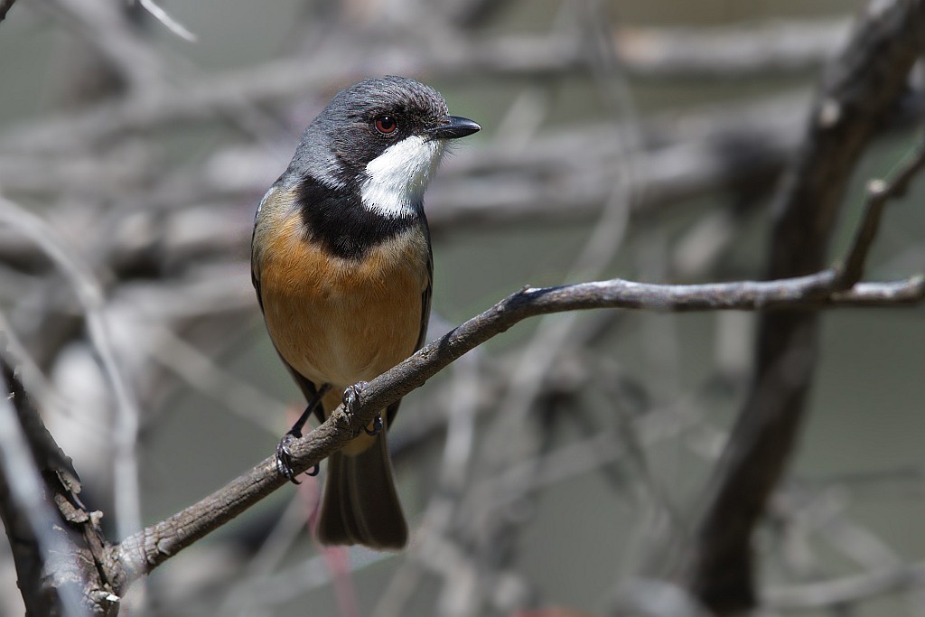 Rufous Whistler - Robin Eckermann