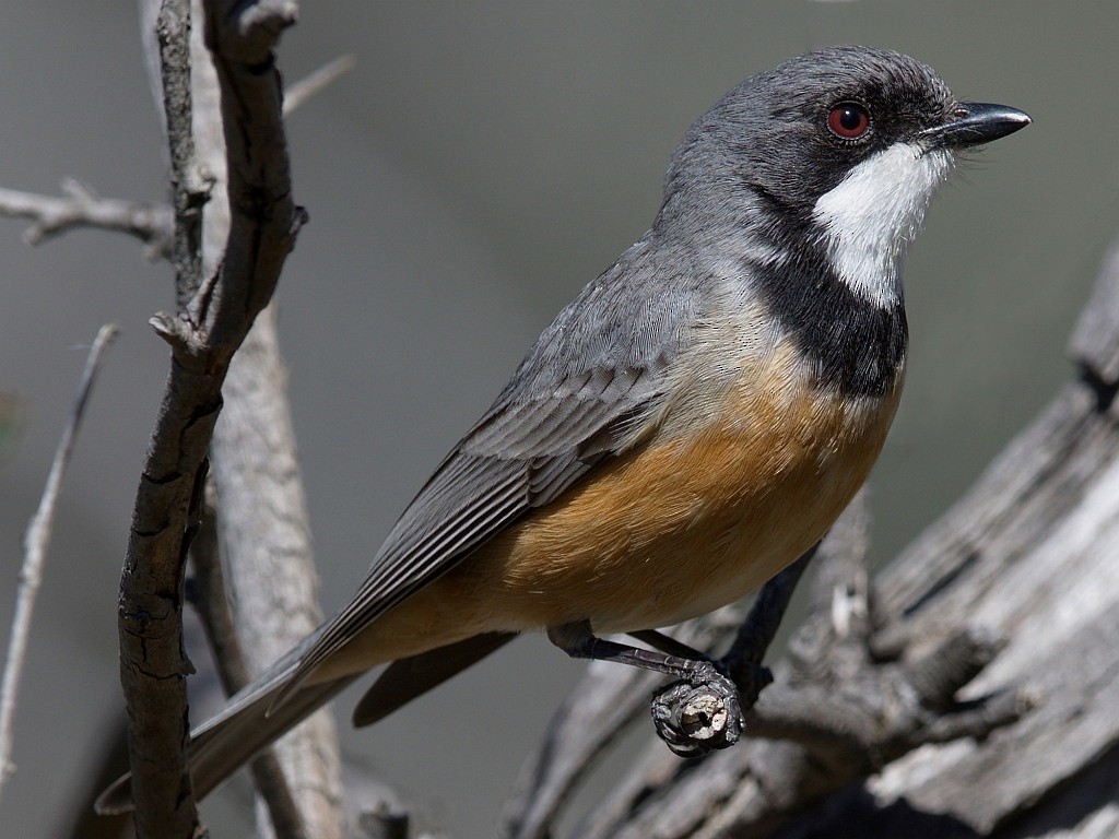 Rufous Whistler - Robin Eckermann