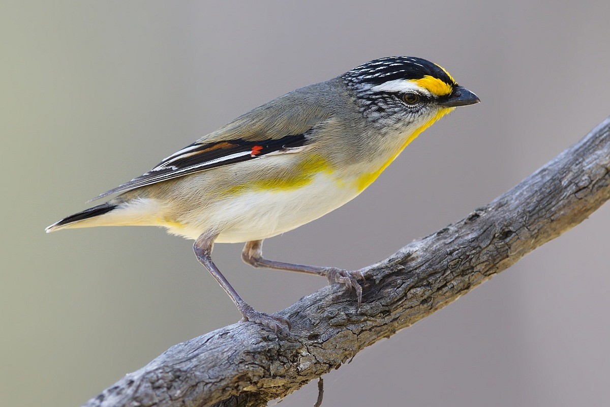 Pardalote Estriado (ornatus) - ML204522271