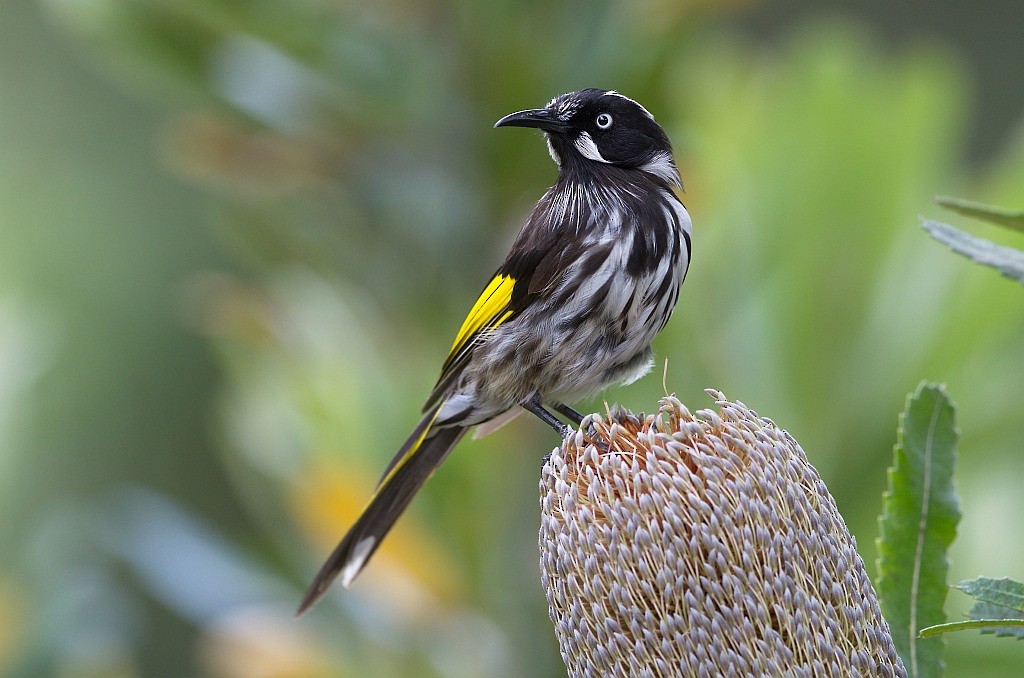 New Holland Honeyeater - ML204522281