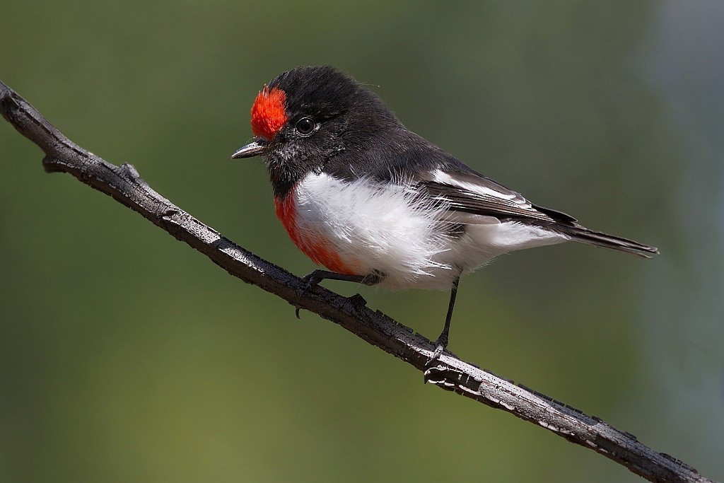 Red-capped Robin - Robin Eckermann