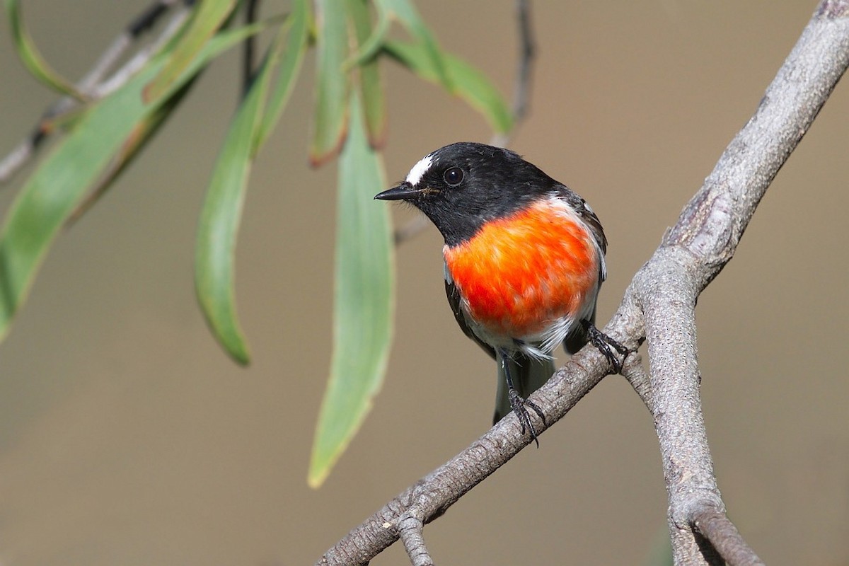 Scarlet Robin (Scarlet) - Robin Eckermann