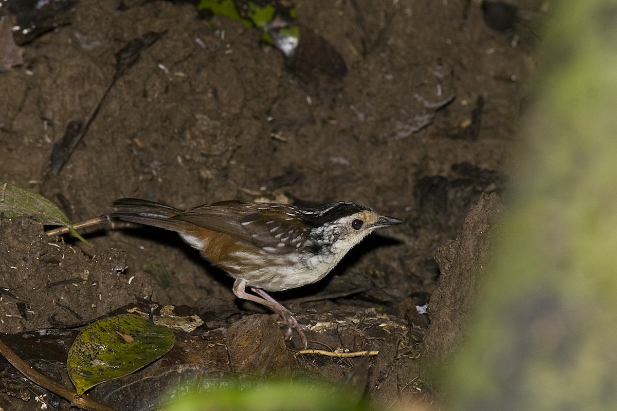 Striped Wren-Babbler - ML204522411