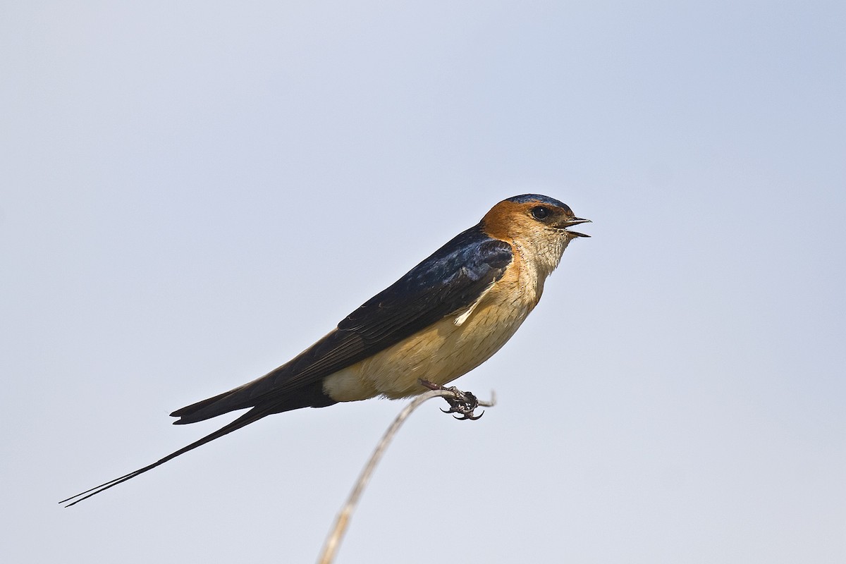 Red-rumped Swallow (Red-rumped) - ML204522551