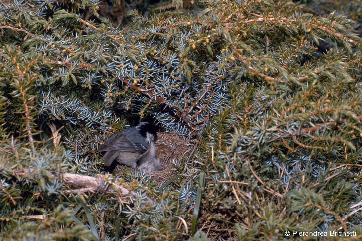 Coal Tit (Continental) - ML204522751