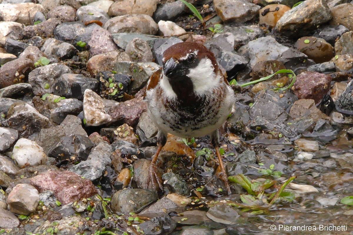 Italian Sparrow - ML204522871