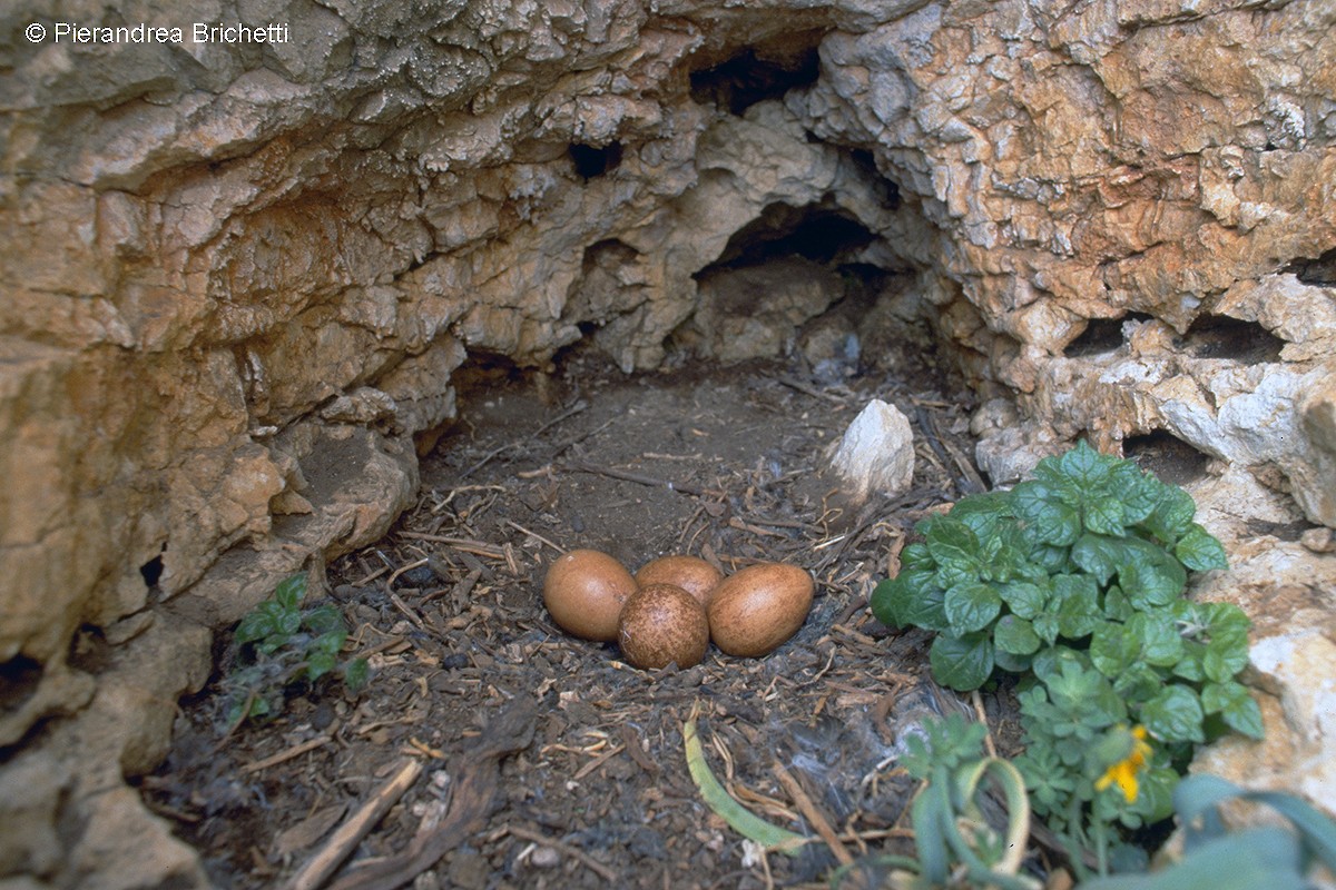 Peregrine Falcon (Mediterranean) - Pierandrea Brichetti