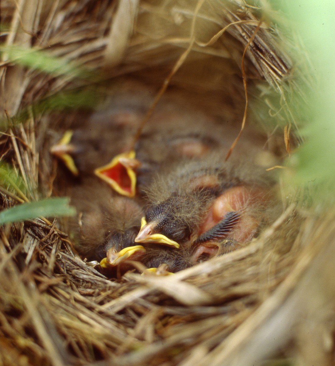 Corn Bunting - Theodosis Mamais