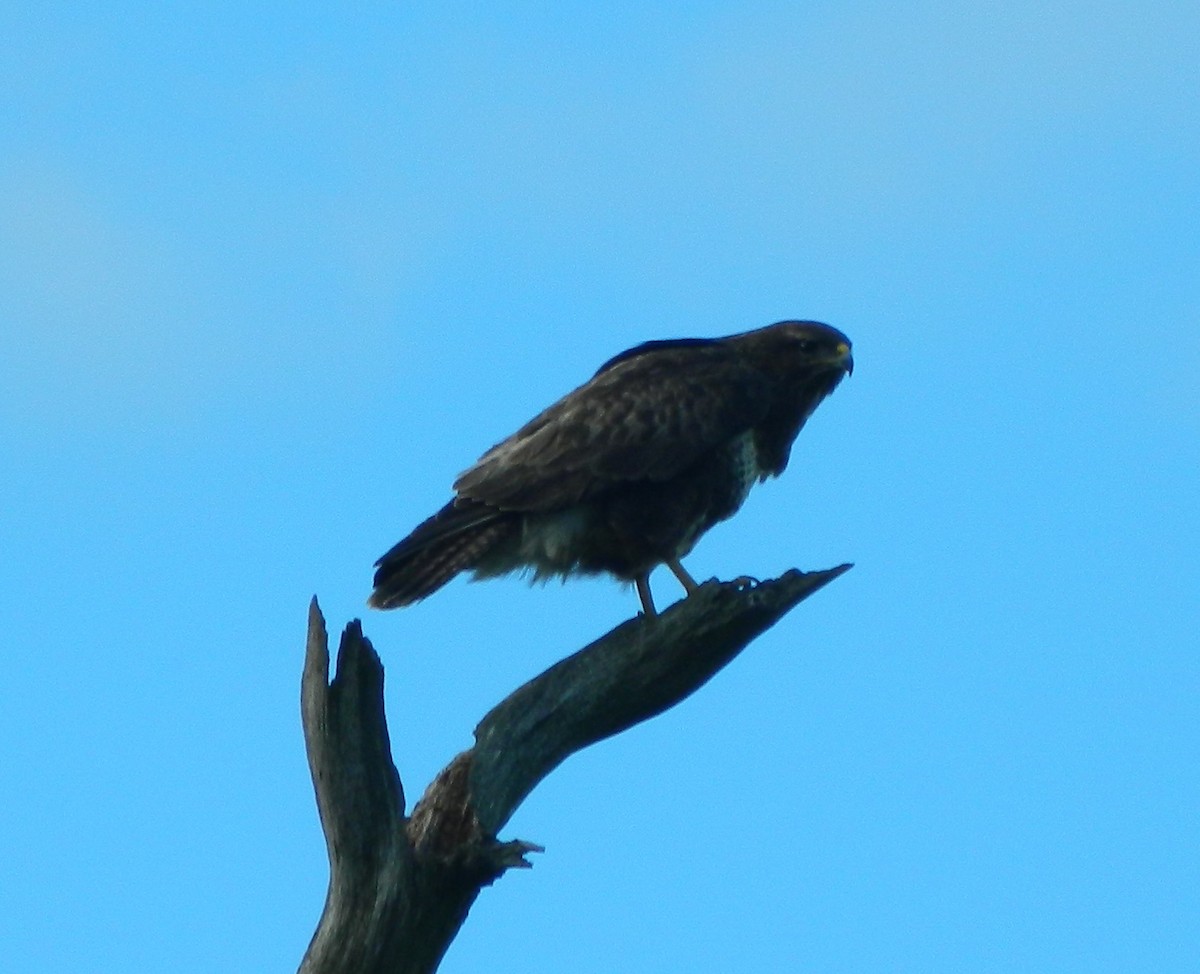 Common Buzzard - ML204524021