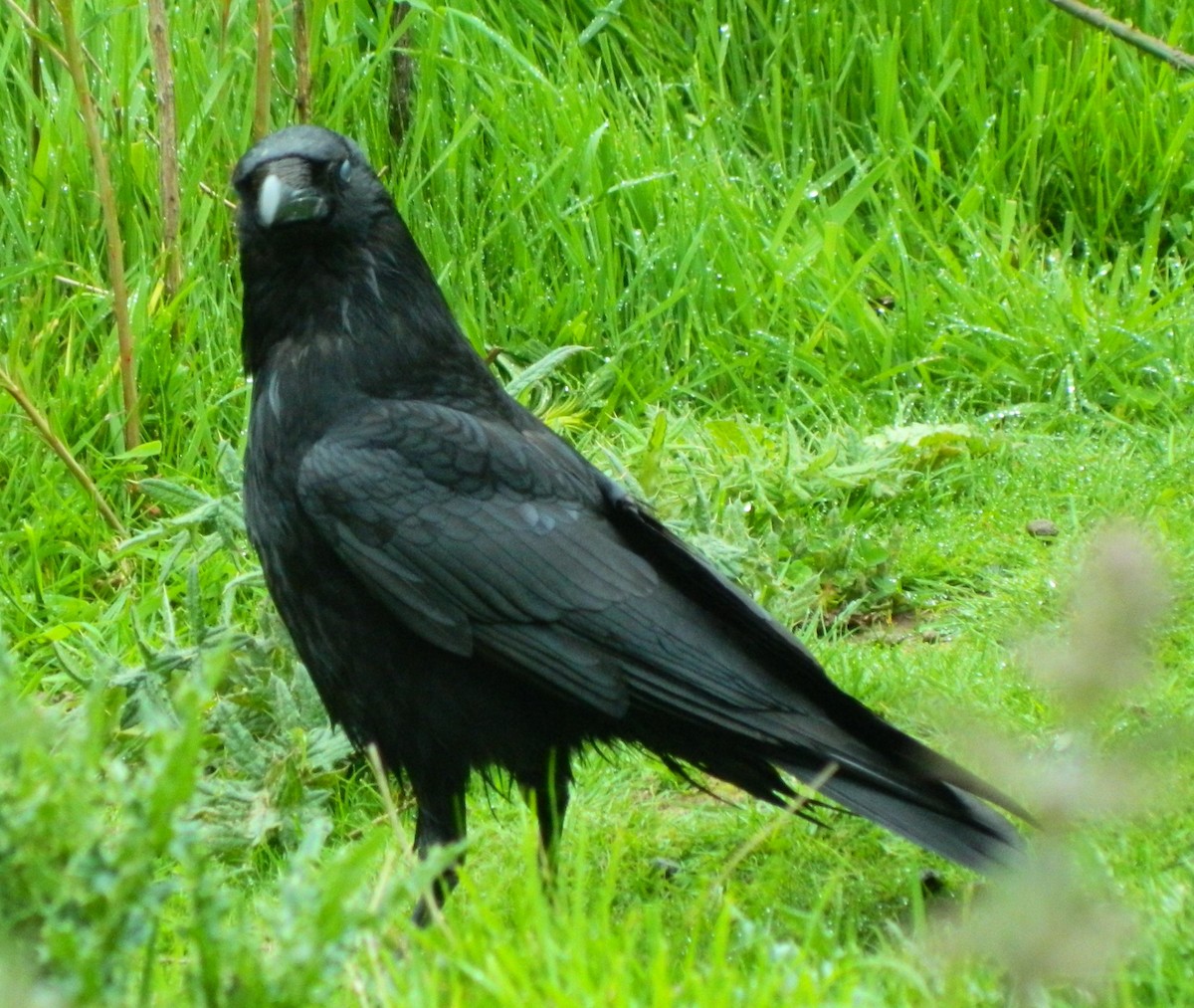 Carrion Crow - Lukasz Pulawski