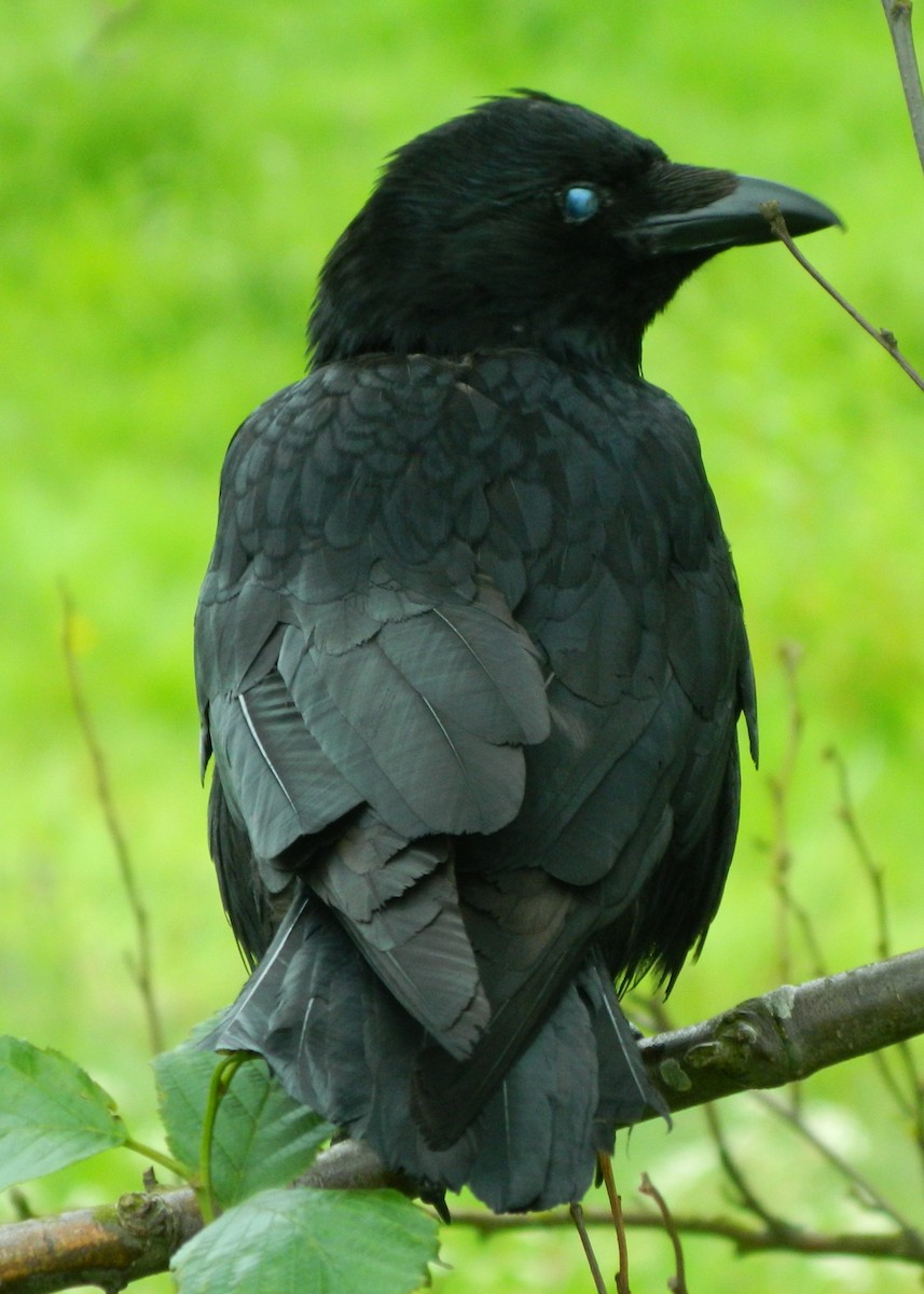 Carrion Crow - Lukasz Pulawski