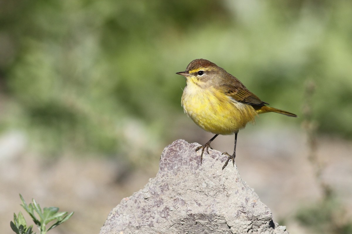 Palm Warbler (Yellow) - Evan Lipton