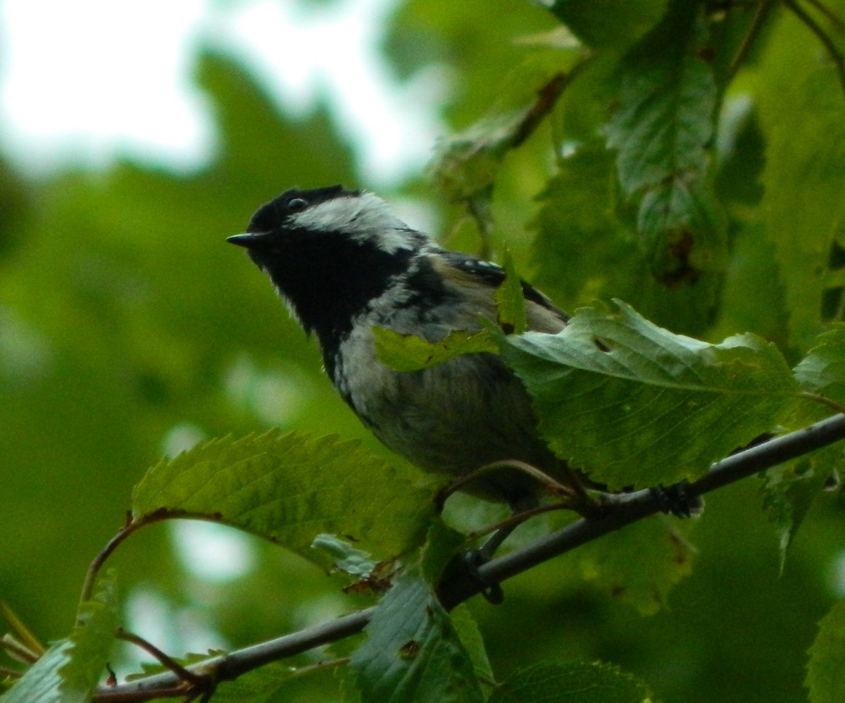 Coal Tit - Lukasz Pulawski