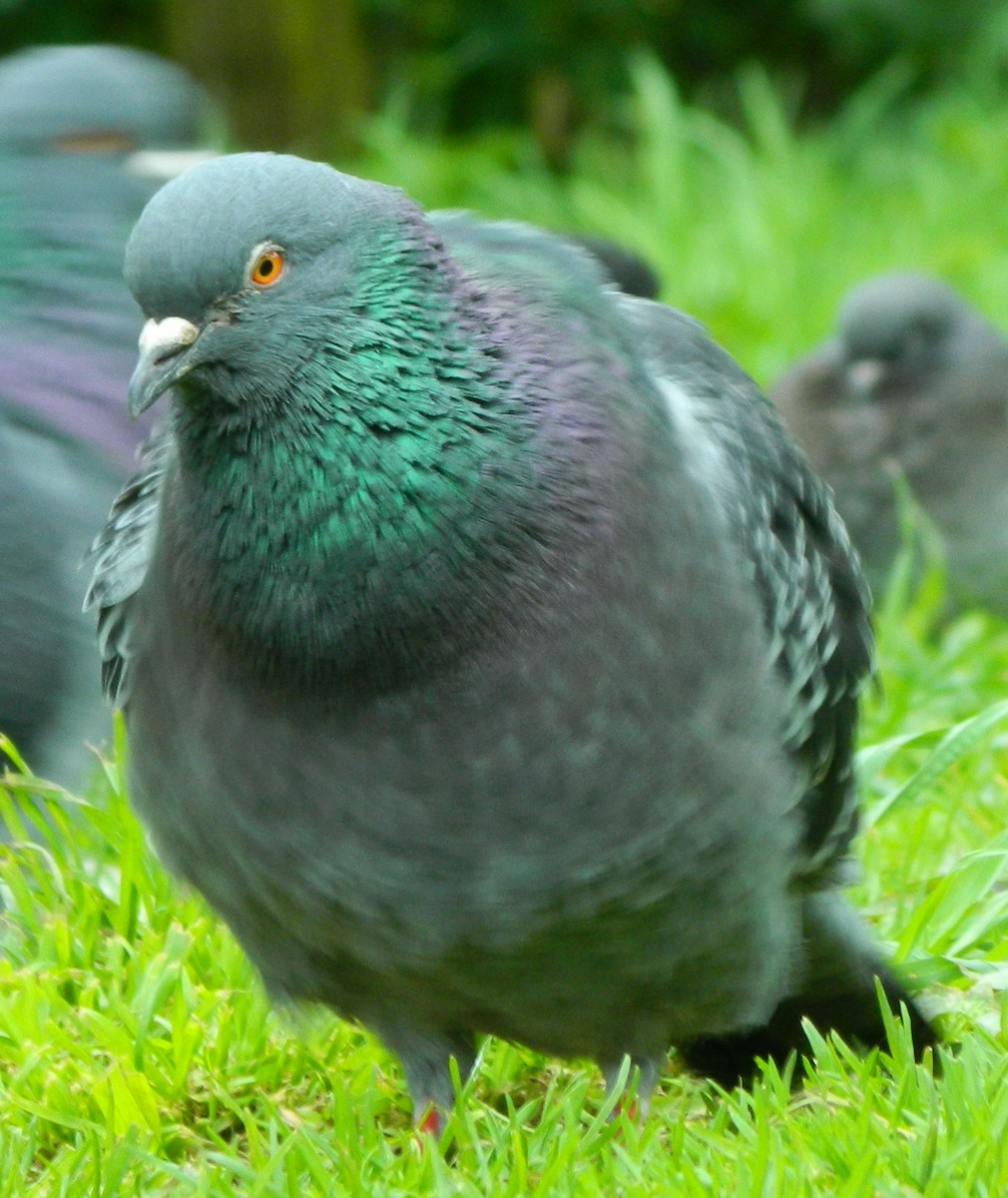 Rock Pigeon (Feral Pigeon) - ML204526451