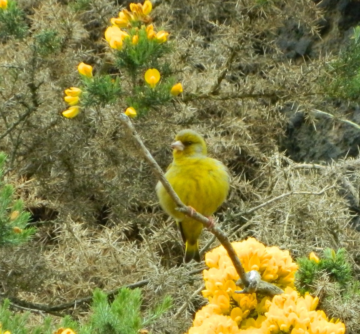 European Greenfinch - Lukasz Pulawski