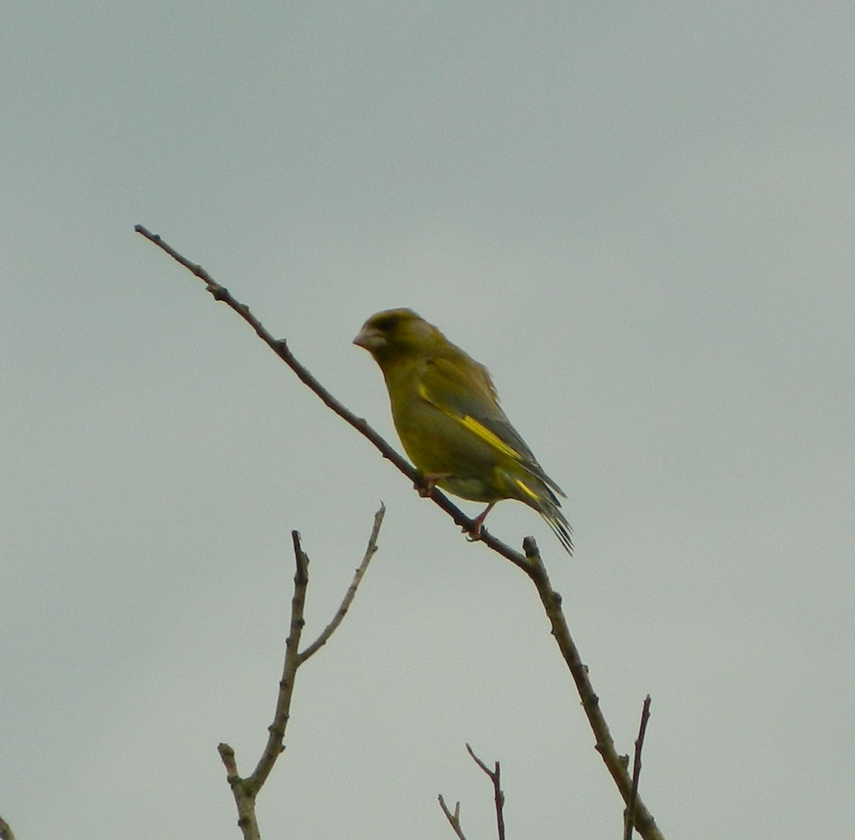 European Greenfinch - ML204526651