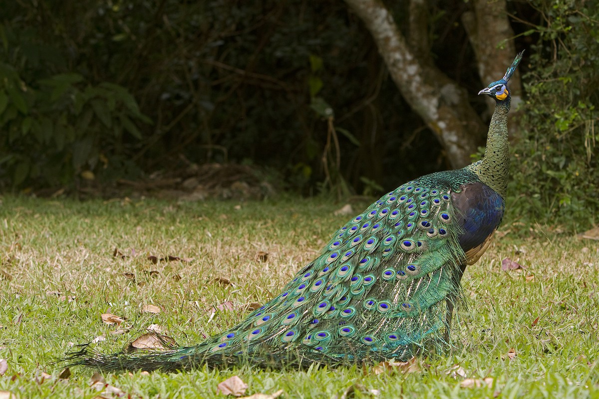 Green Peafowl - Henrik Bringsøe