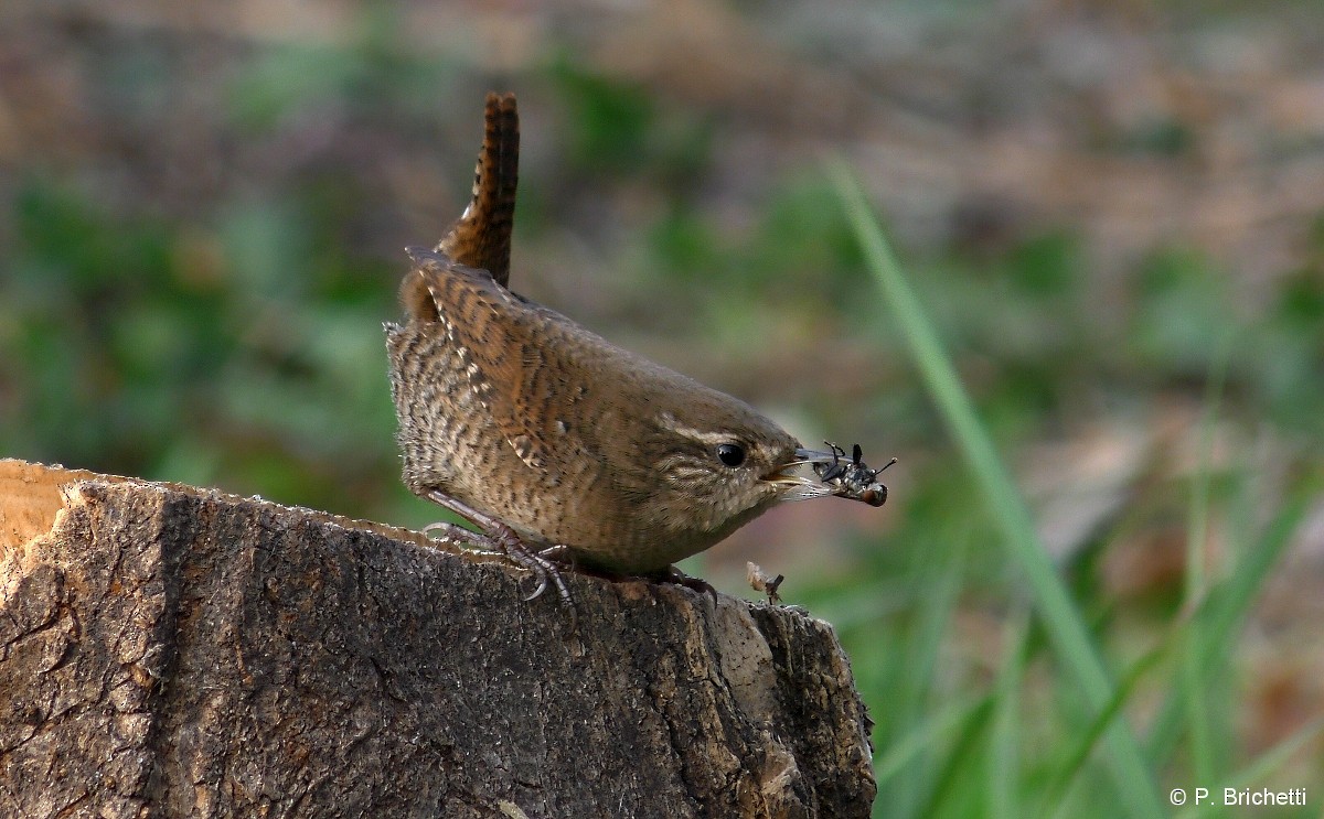 Eurasian Wren (Eurasian) - ML204527461