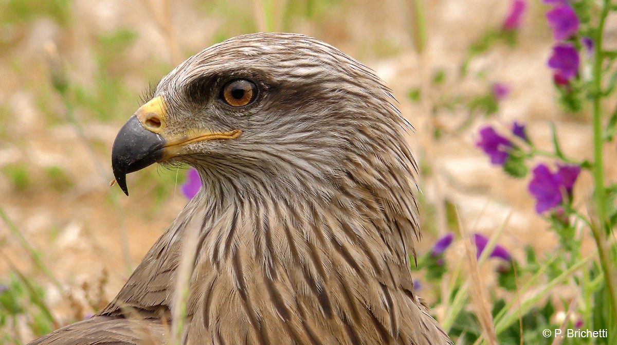 Black Kite (Black) - ML204527721