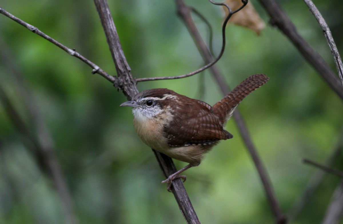 Carolina Wren - ML20452841