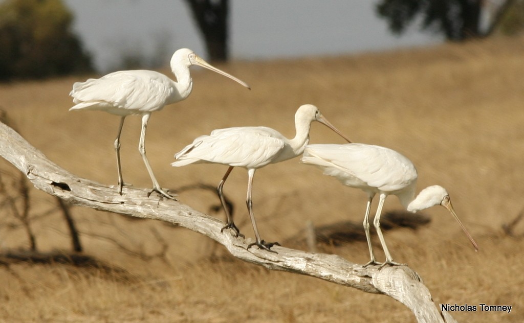 Yellow-billed Spoonbill - ML204529281