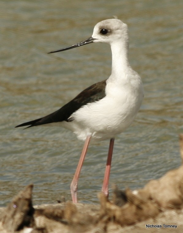 Pied Stilt - ML204529341