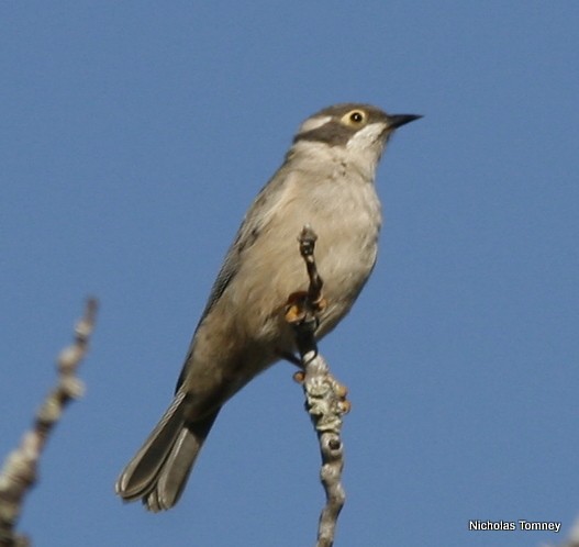 Brown-headed Honeyeater - ML204529431