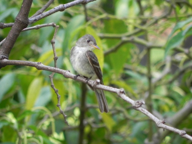 pewee sp. (Contopus sp.) - ML20452971