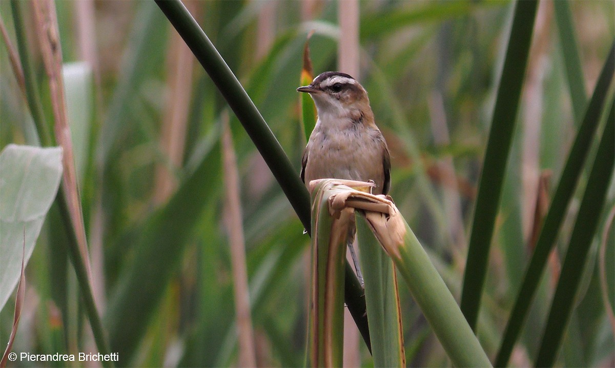 Moustached Warbler - ML204529871