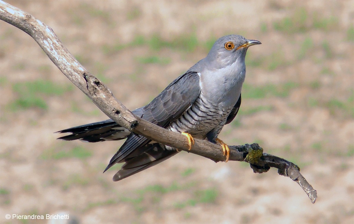 Common Cuckoo - ML204529901