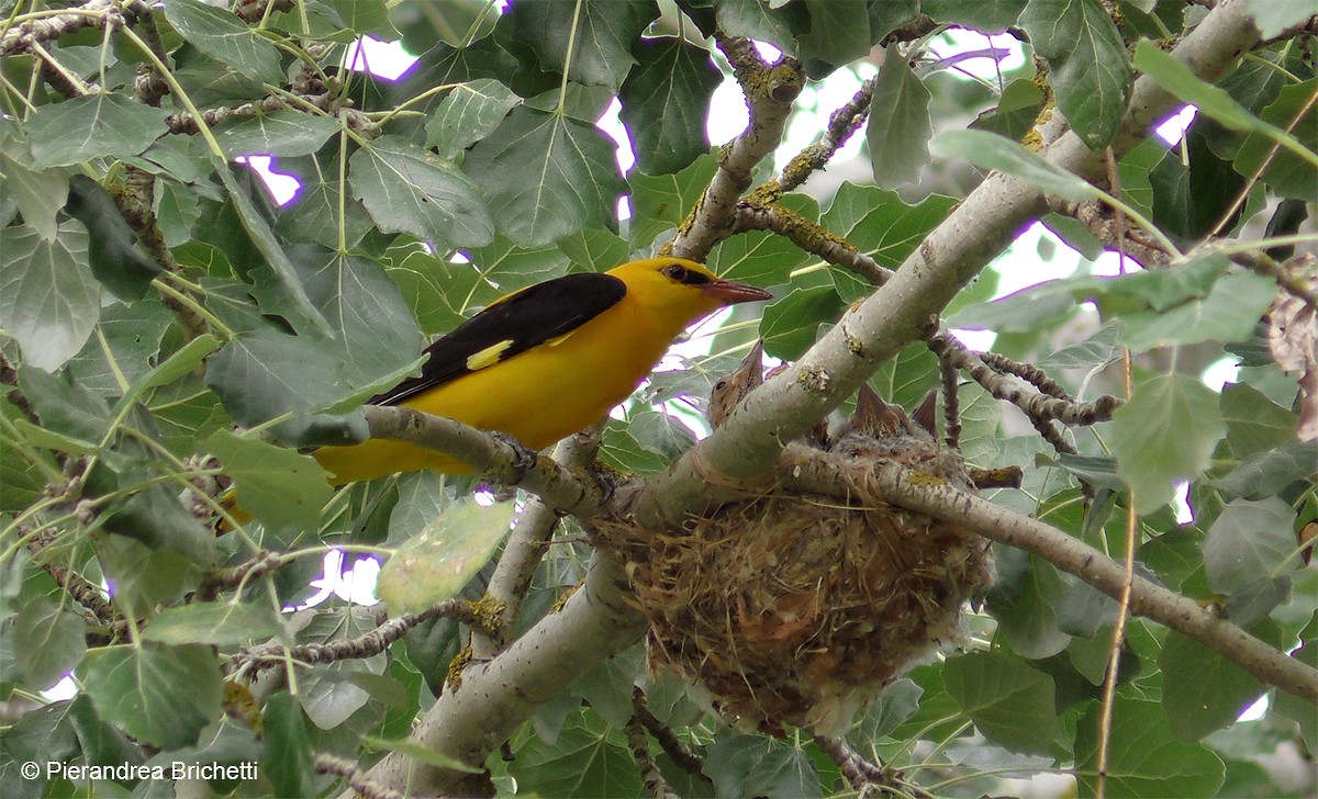 Eurasian Golden Oriole - ML204529941