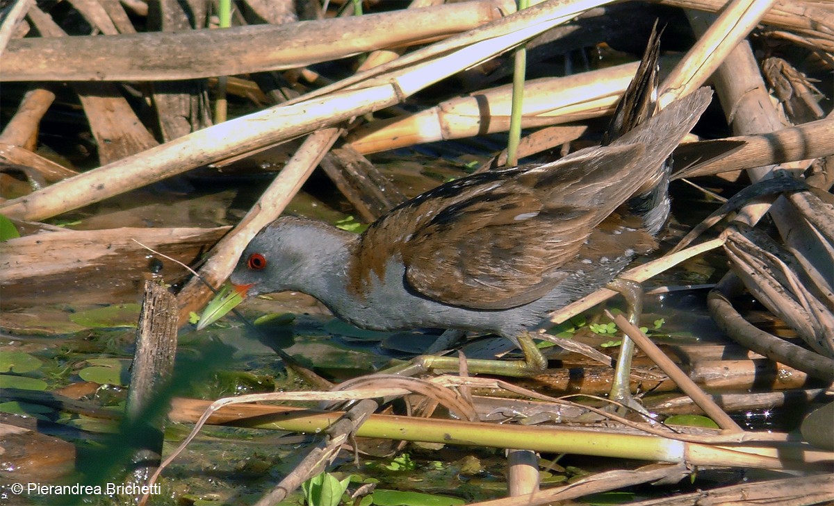 Little Crake - Pierandrea Brichetti