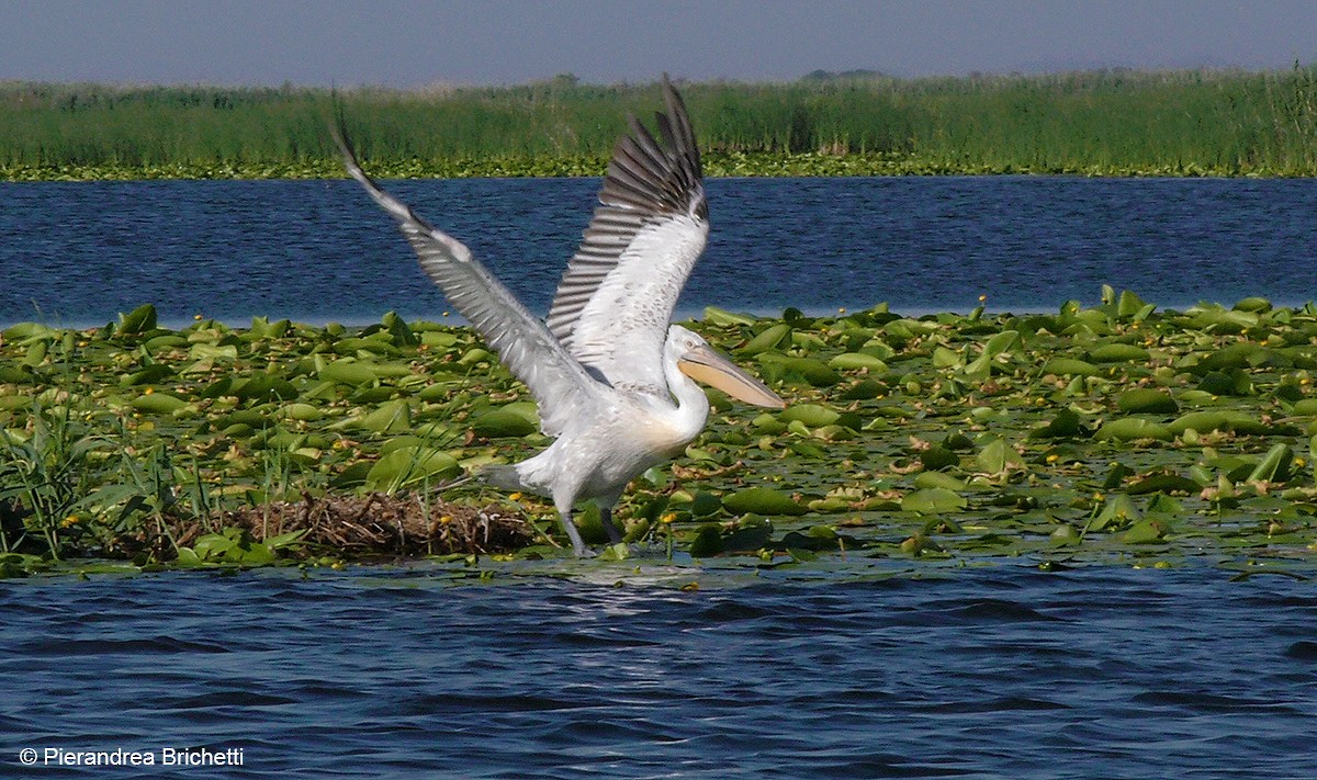 Dalmatian Pelican - ML204530141