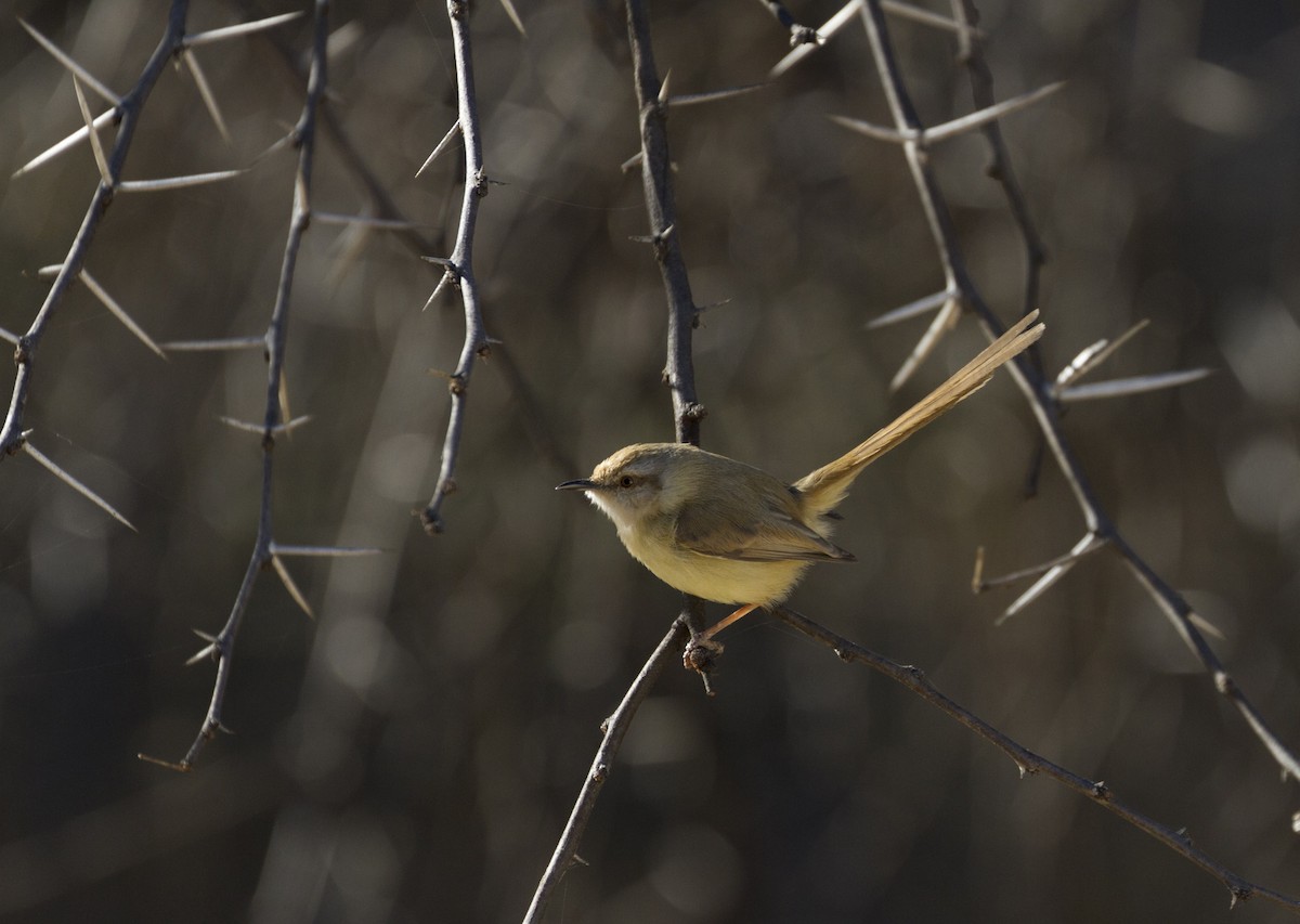 Black-chested Prinia - ML204530151