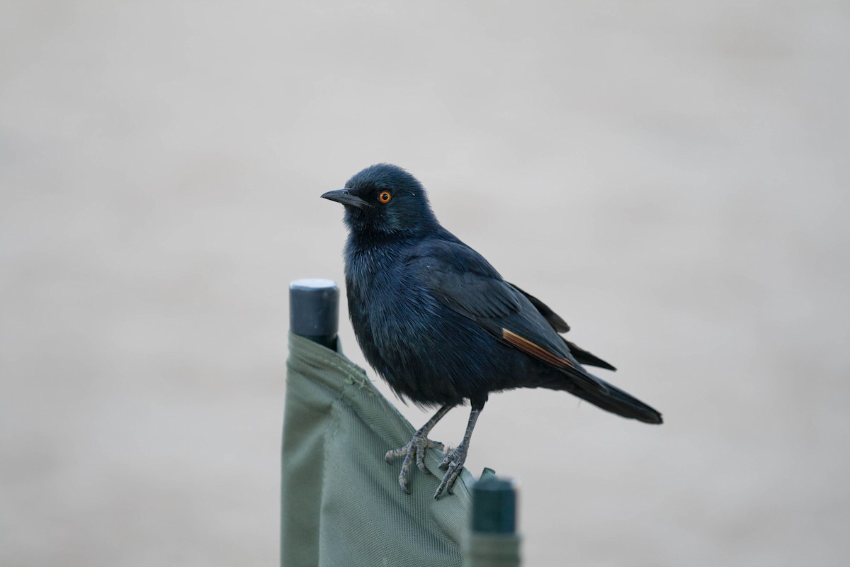 Pale-winged Starling - ML204530161