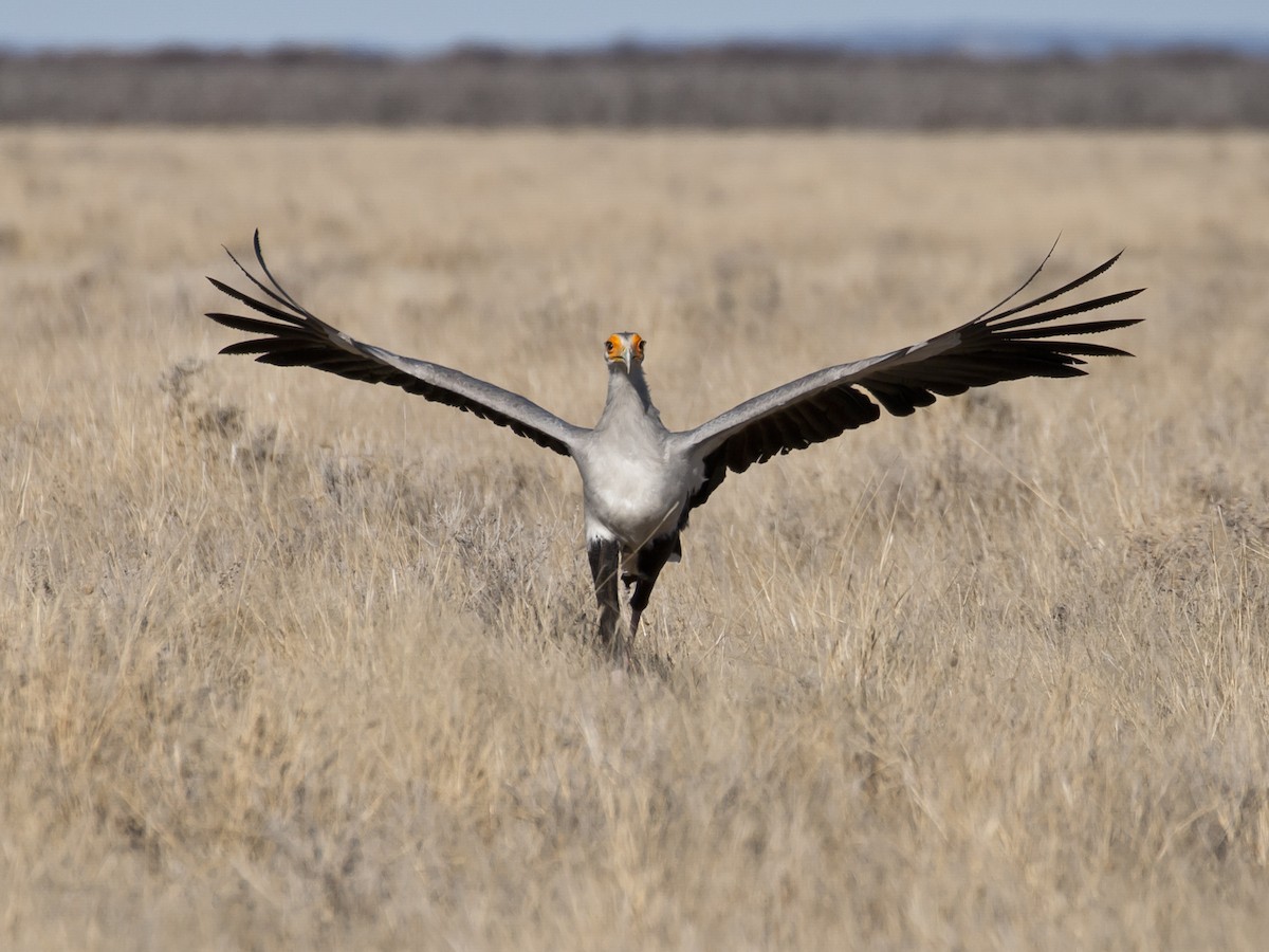 Secretarybird - ML204530211