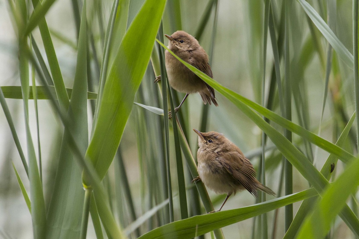 Common Reed Warbler - ML204530241
