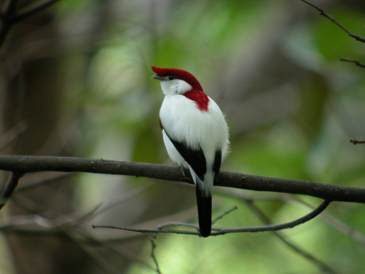 Araripe Manakin - Ingrid Grunwald