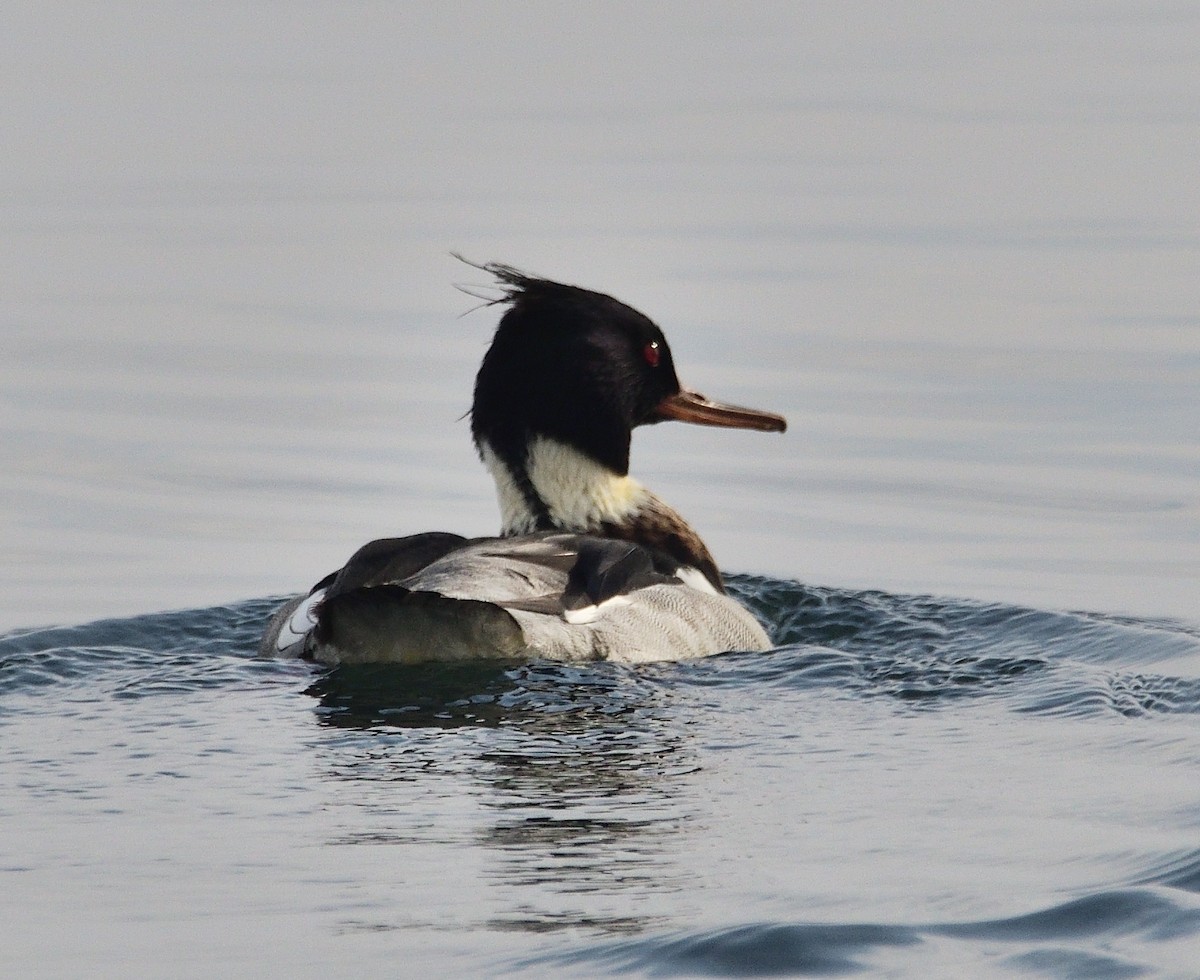 Red-breasted Merganser - ML204530961