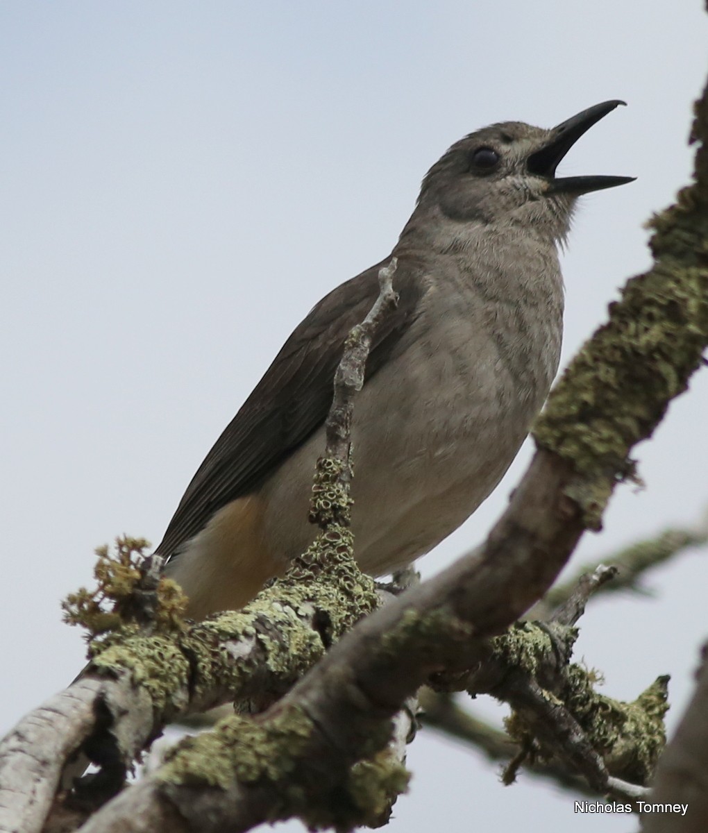 Gray Shrikethrush - ML204531781