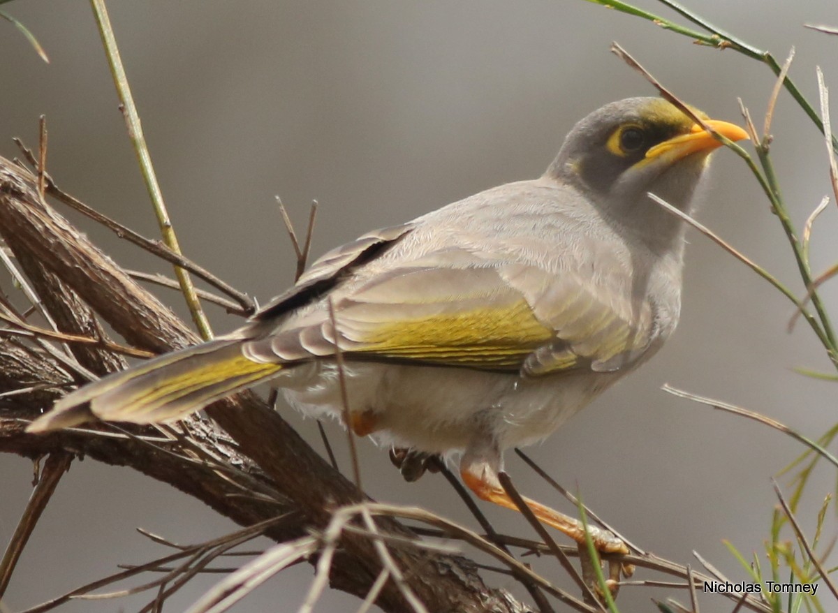 Yellow-throated Miner - ML204531831