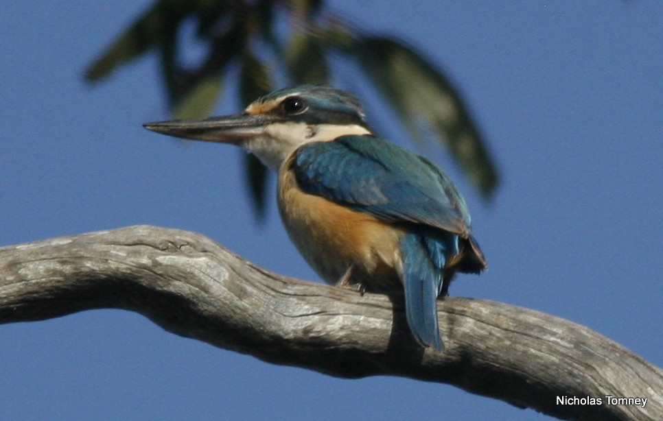 Sacred Kingfisher - ML204531841
