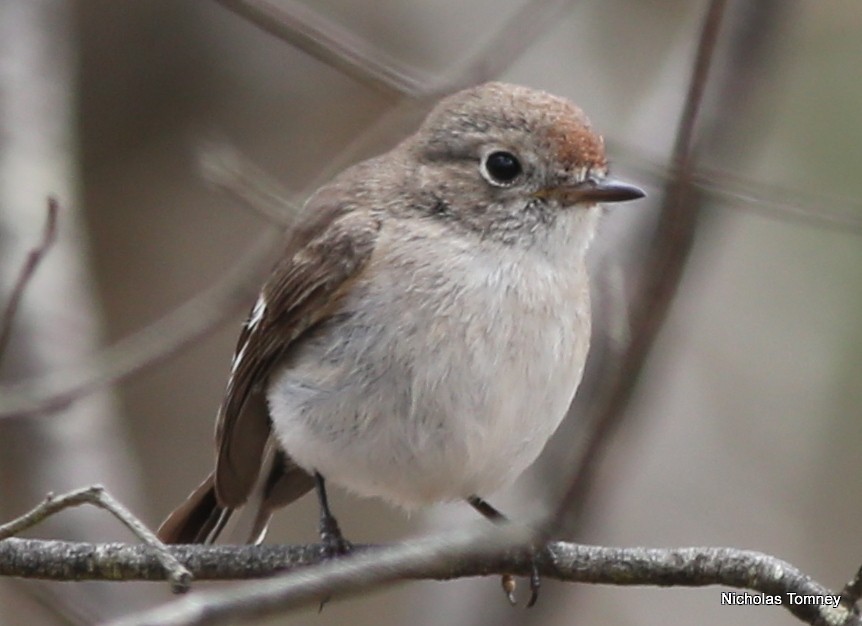 Red-capped Robin - ML204531901