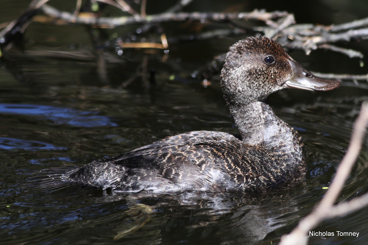 Blue-billed Duck - Nicholas Tomney