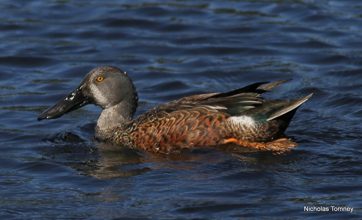 Australasian Shoveler - ML204532181