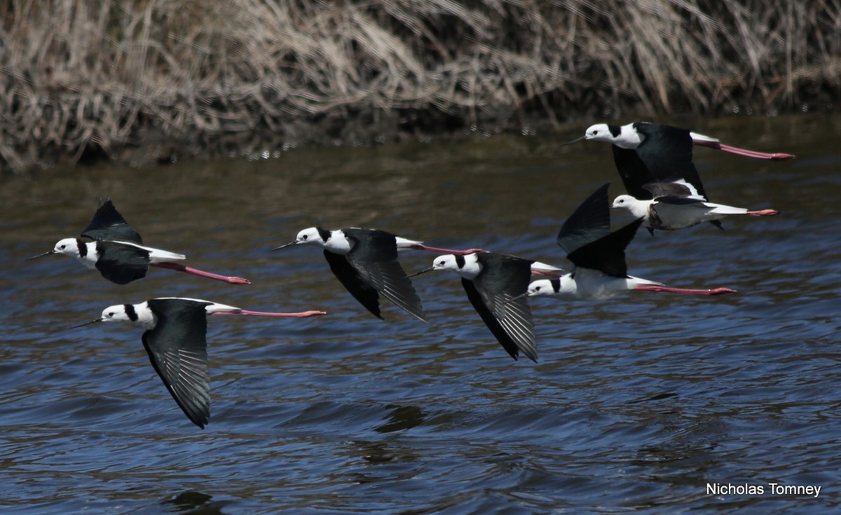 Pied Stilt - ML204532241