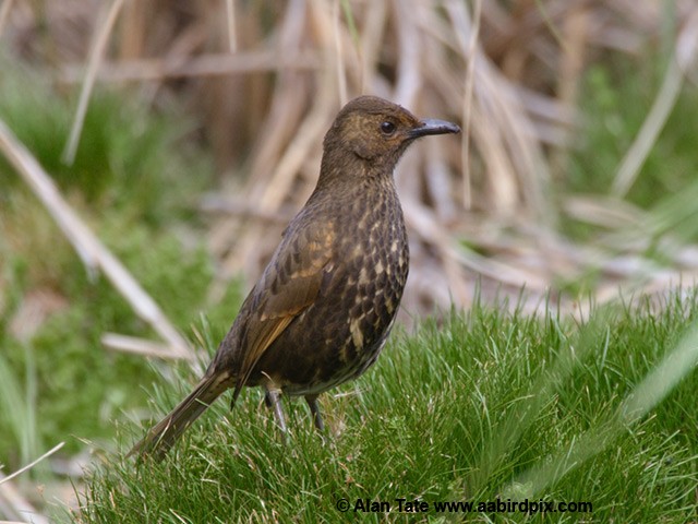 Tristan Thrush - ML204532341