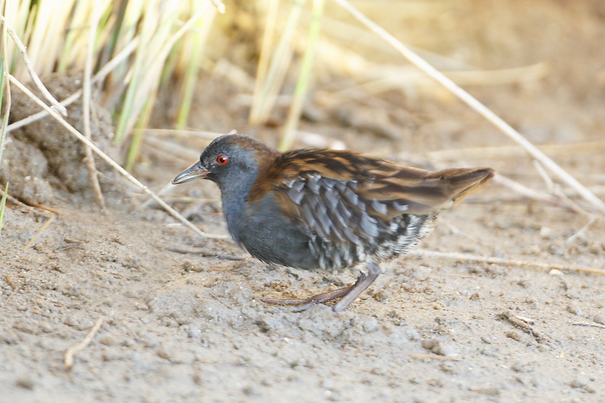 Dot-winged Crake - ML204532351