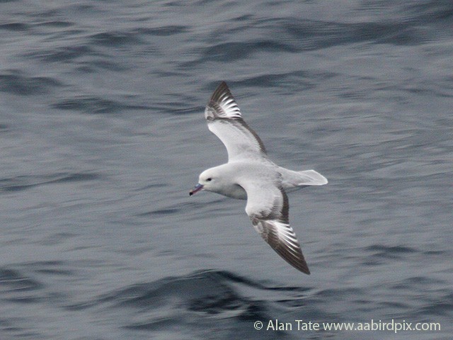 Southern Fulmar - ML204532361