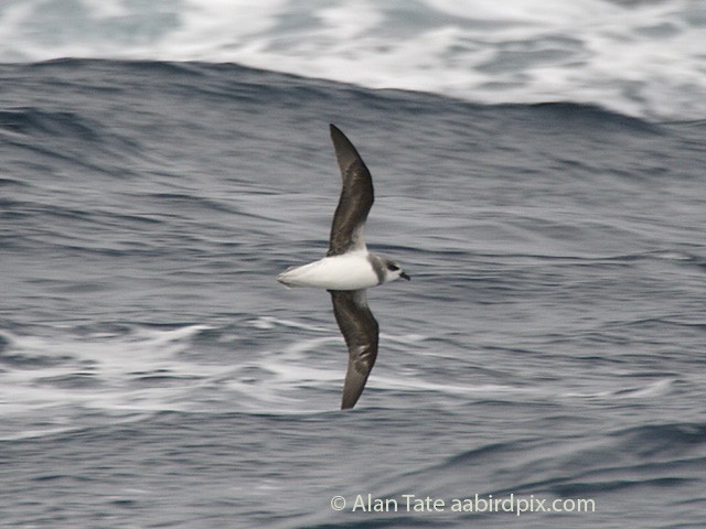 Soft-plumaged Petrel - ML204532371